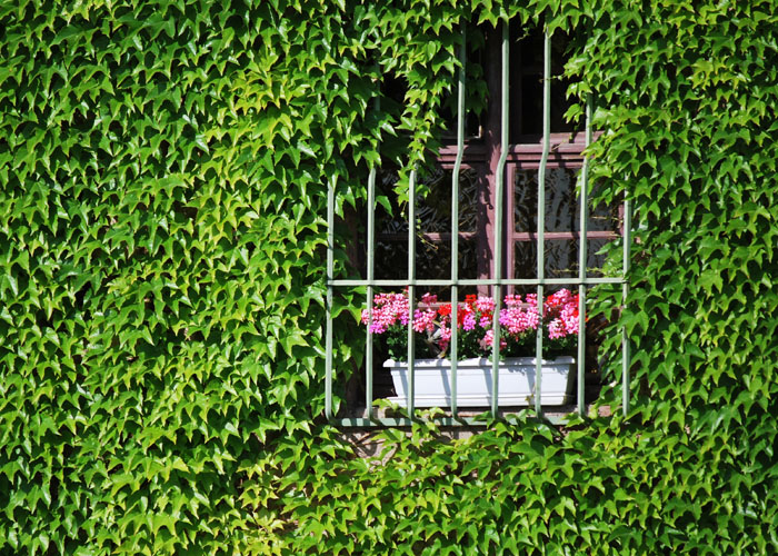 עיצוב חלונות באמצעות צמחייה
